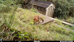 Vulpes vulpes