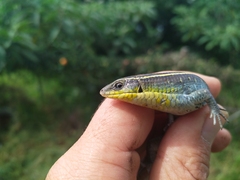 Gerrhosaurus flavigularis