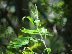 Acacia melanoxylon