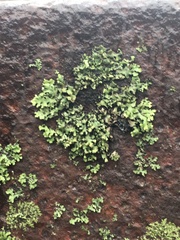 Phaeophyscia