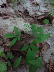 Panax trifolius
