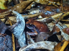 Arthroleptis stenodactylus