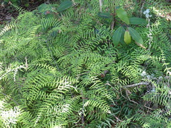 Gleichenia polypodioides