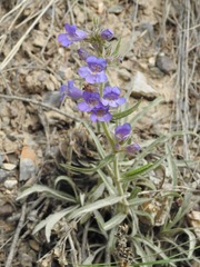 Penstemon