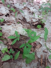 Panax trifolius