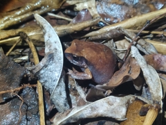 Arthroleptis stenodactylus