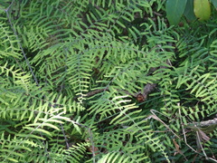 Gleichenia polypodioides