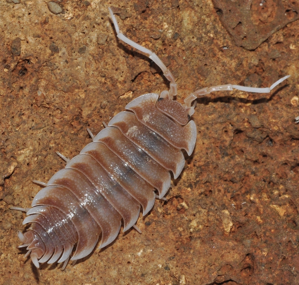 Cloporte magnifique (Porcellio magnificus)