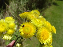 Helichrysum foetidum