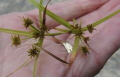 Cyperus croceus