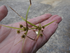 Cyperus croceus