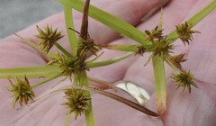 Cyperus croceus