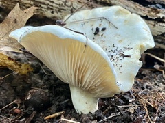 Lactifluus subvellereus