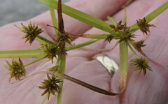 Cyperus croceus