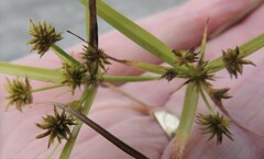 Cyperus croceus
