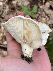 Lactifluus subvellereus