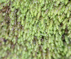Anomodon viticulosus