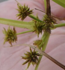 Cyperus croceus