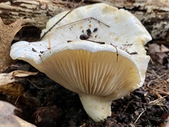 Lactifluus subvellereus