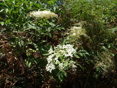 Sambucus nigra
