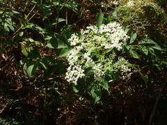 Sambucus nigra