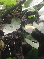 Eurybia schreberi
