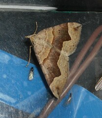 Scotopteryx