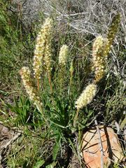 Echiostachys incanus