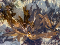 Eisenia arborea