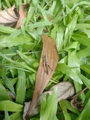 Phlaeoba fumosa