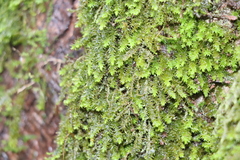 Anomodon viticulosus