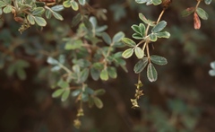 Polylepis