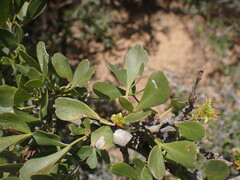 Searsia longispina