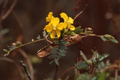 Senna birostris