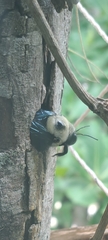 Xylocopa grisescens