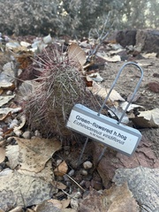 Echinocereus