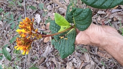 Palicourea rigida