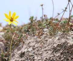 Bidens andicola