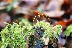 Brachytheciastrum velutinum