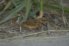 Emberiza fucata