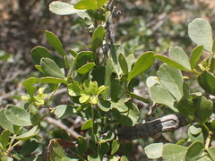 Searsia longispina