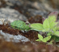 Craspedocephalus macrolepis