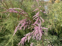 Tamarix chinensis
