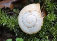 Helix pomatia
