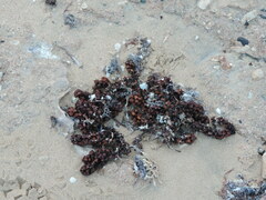 Turbinaria decurrens
