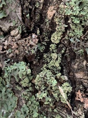 Parmeliopsis ambigua