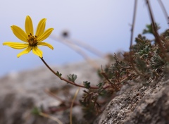 Bidens andicola
