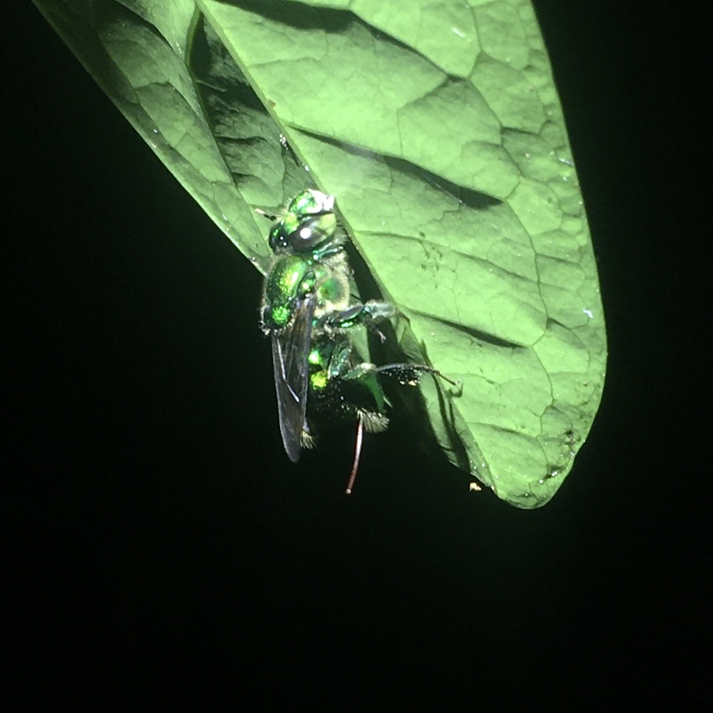 Imperial Orchid Bee