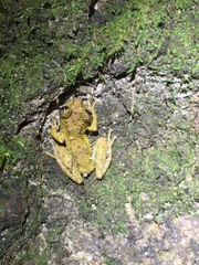 Scinax muriciensis