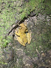 Scinax muriciensis